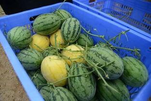 福山网红吃瓜群微信号,揭秘娱乐圈幕后故事 第2张 福山网红吃瓜群微信号,揭秘娱乐圈幕后故事 第2张